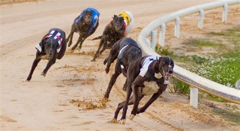 cork greyhound results|Cork (IRE) Race Results .